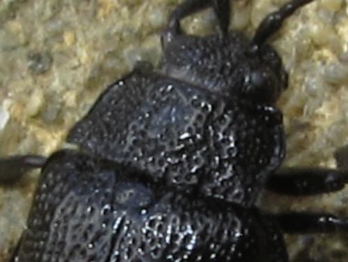 Réf. 275 156 : Galeruca sp.